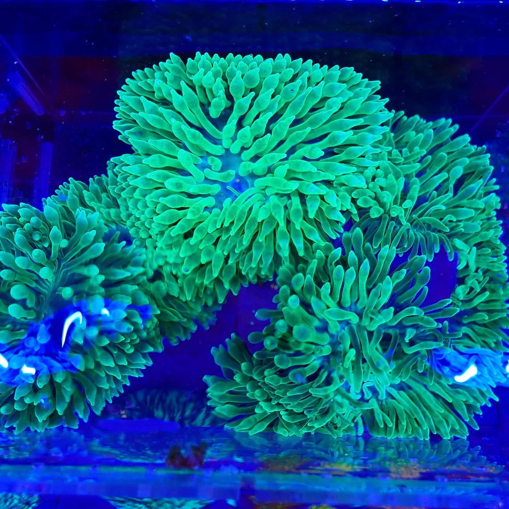 green-bubble-anemone-orphek-led-solutions