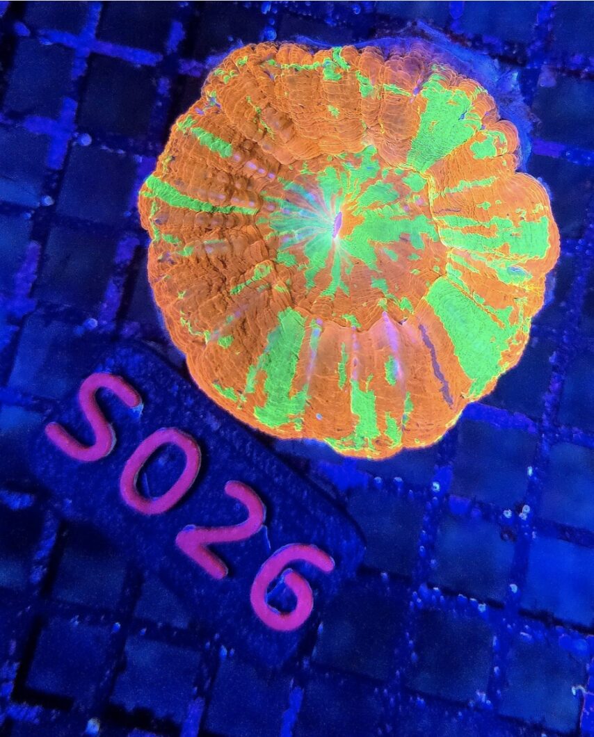 green-orange-scolomya-coral-pop-up-fluorescence-under-natura-iCon