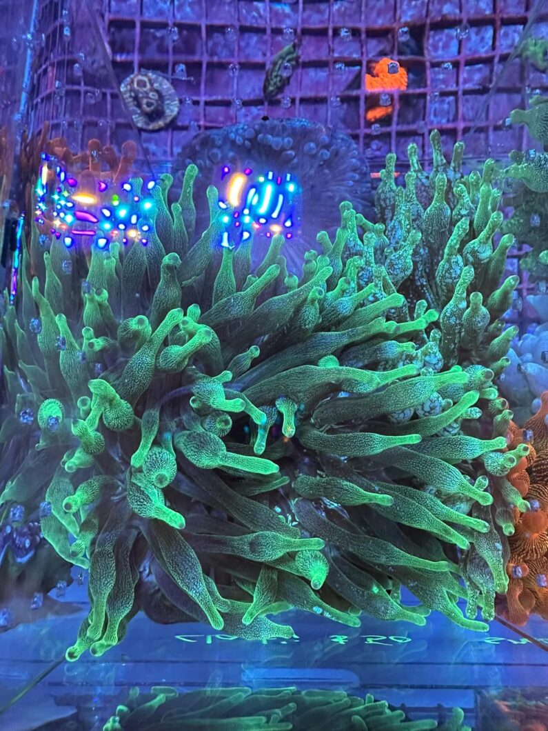 speckle_Bubble_TIP_Anemone_under_Orphek_LED_LIght