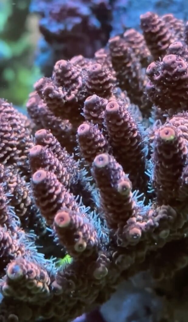 natura-icon-lighting-stick-corals-frags