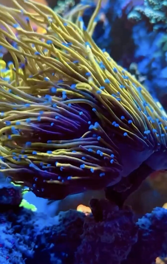 ocean-noodles-corals-under-natura-icon