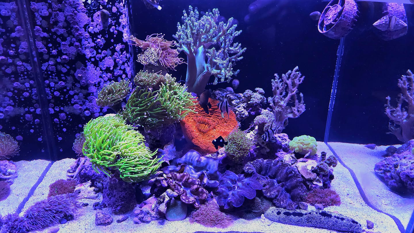 orphek-bubble-tip-anemone-natura-iCon-blue-spectrum