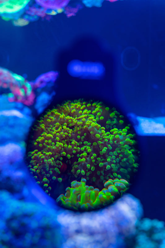orphek-omini-macro-photography-lens-aquarium-gadge