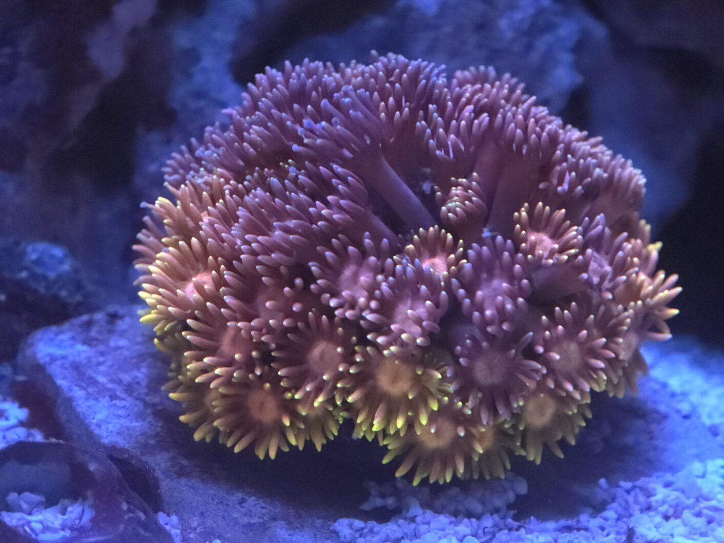 pink_purple_yellow_LPS_Coral_Natura_iCon