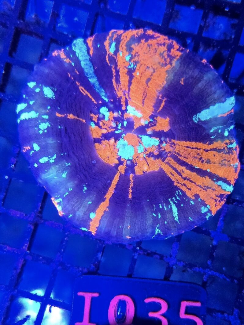 purple-scolomya-coral-fluorescence-under-natura-icon-coral-farm.