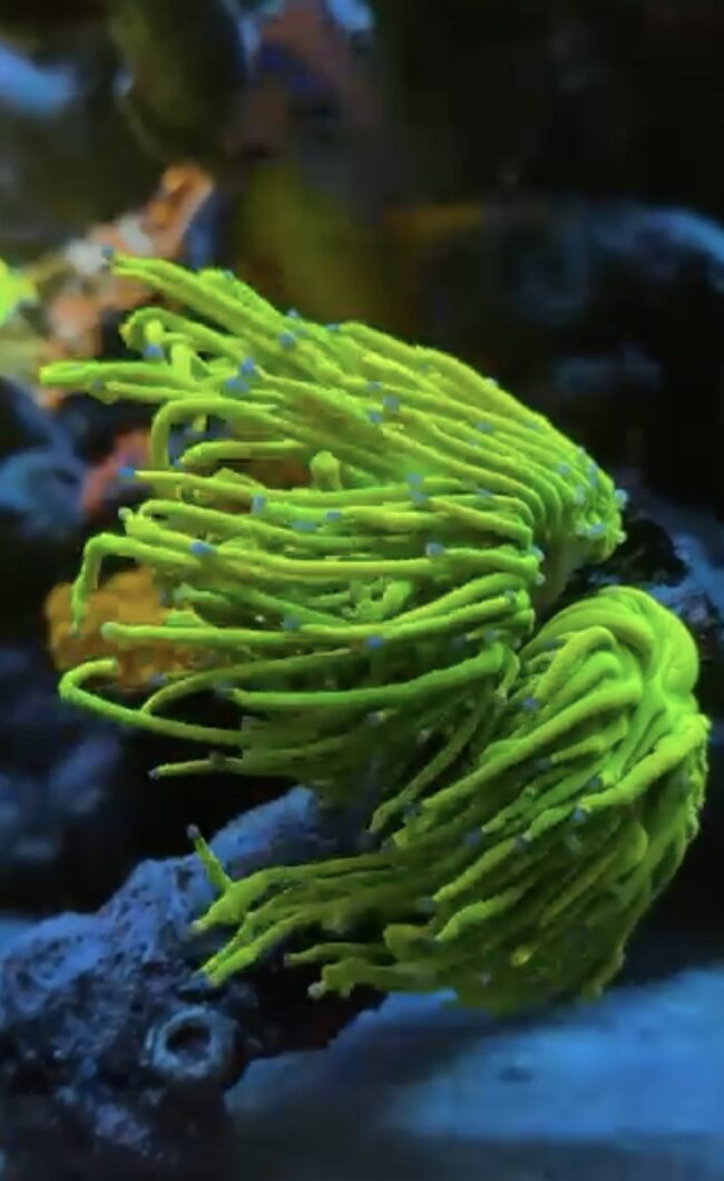 soft-green-coral-under-natura-icon
