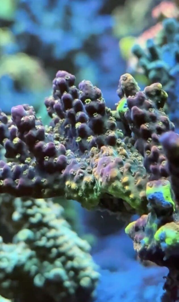 stick-corals-under-natura-icon