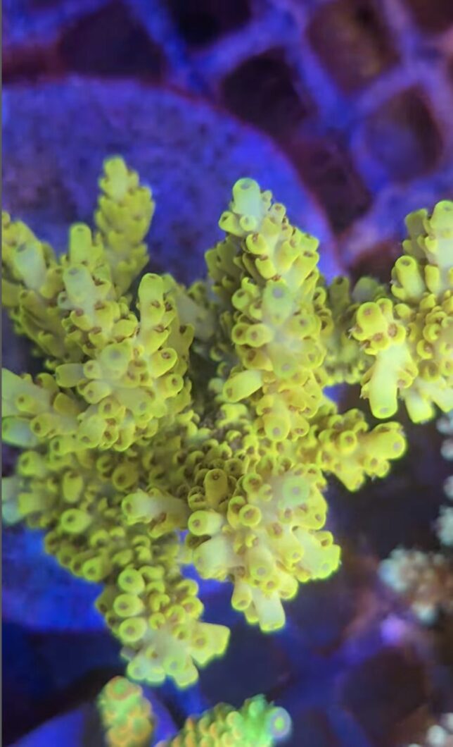 yellow-coral_coral_acropora_OR4-iCon_LED-Bar.