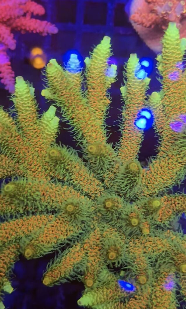 yellow_reef_coral_acropora_coral_farm_natura_icon_atlantik_icon