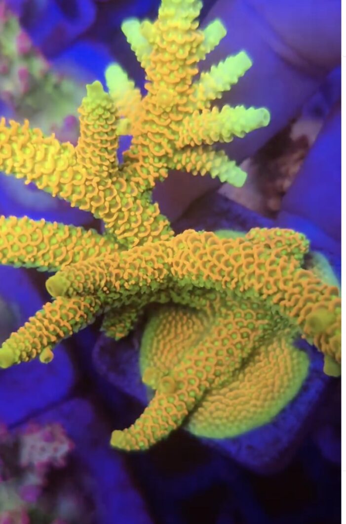 yellow_stick_acropora_Natura-iCon-coral_farm