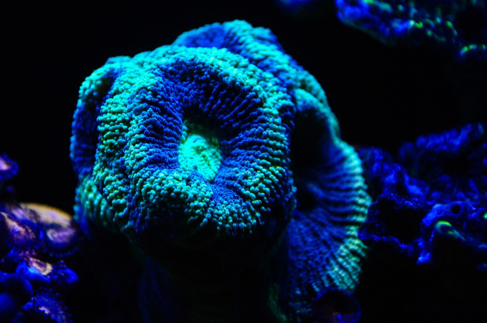 Coral_lens_kit_Orphek_best_coral_photography