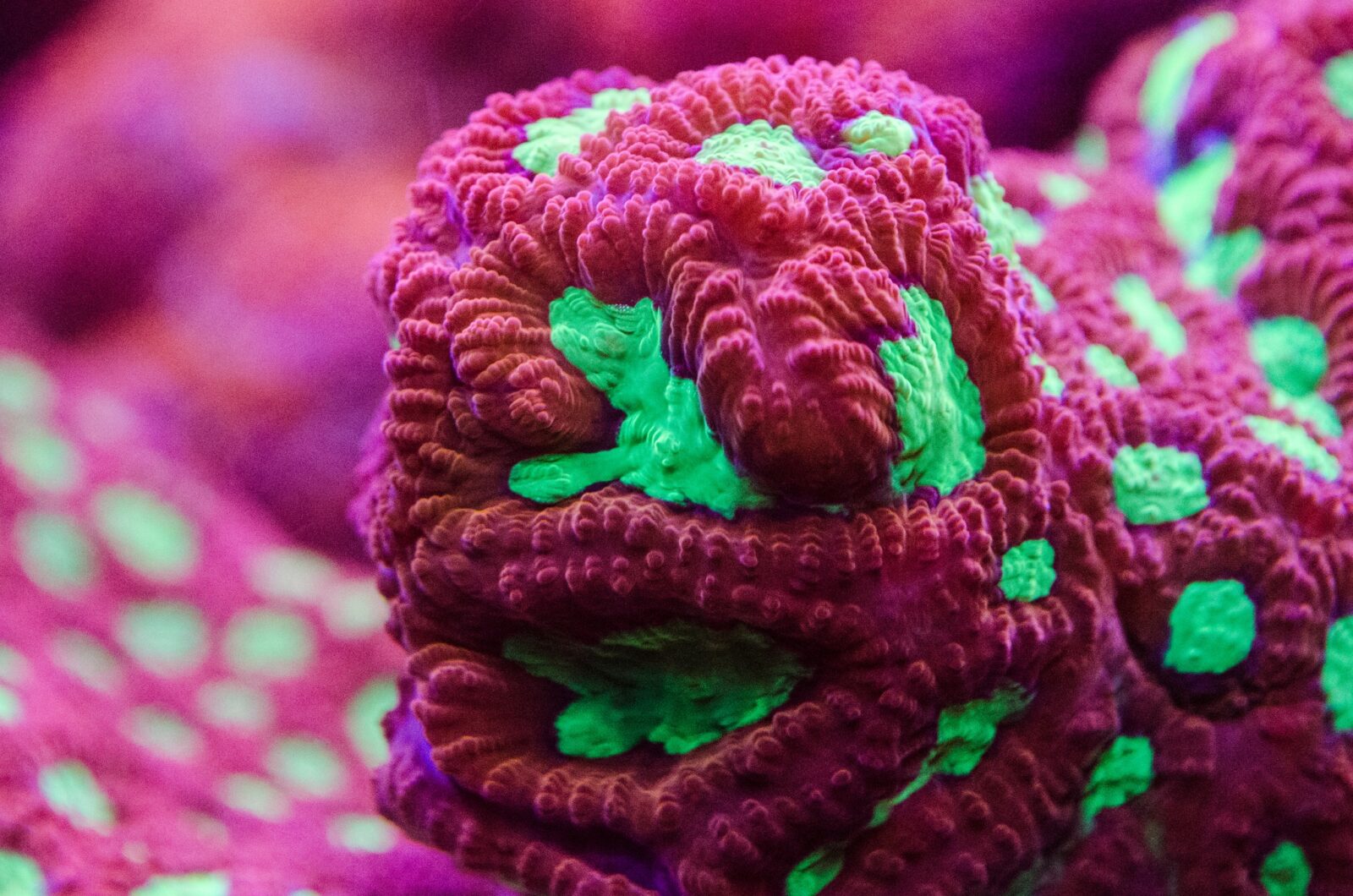 Coral_phoptography_LPS_Omini_77mm_Omini_lens_kit