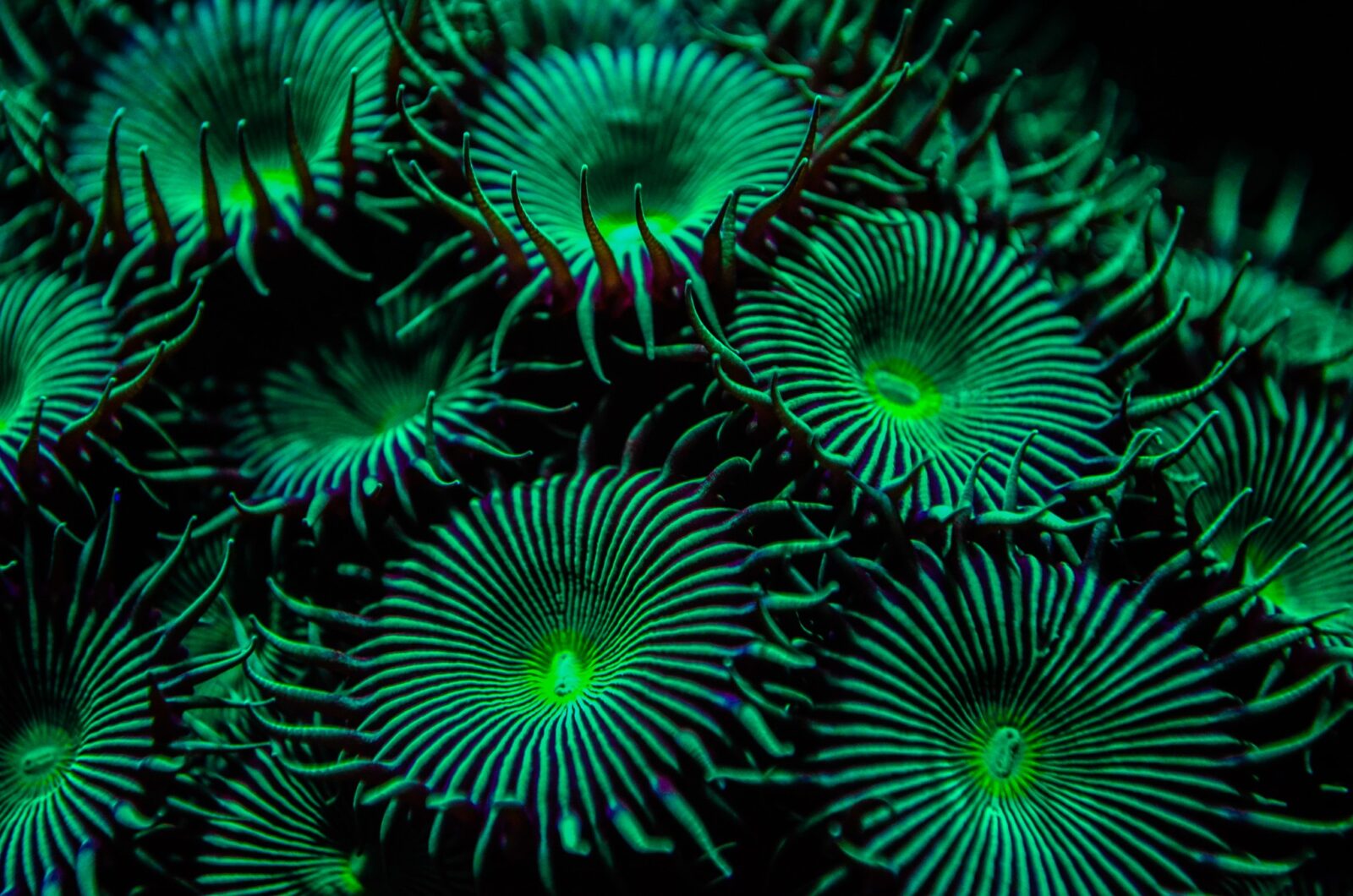 Coral_photography_Orphek_omini_77mm_lens_kit