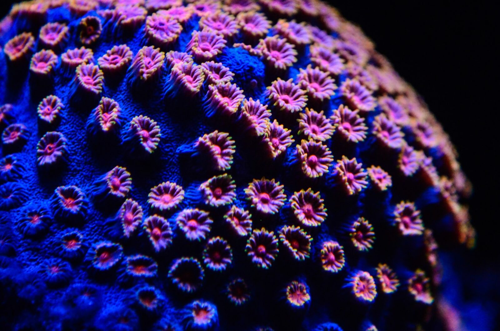 Coral_texture_captured_by_Omini_magnetic_coral_lens_kit