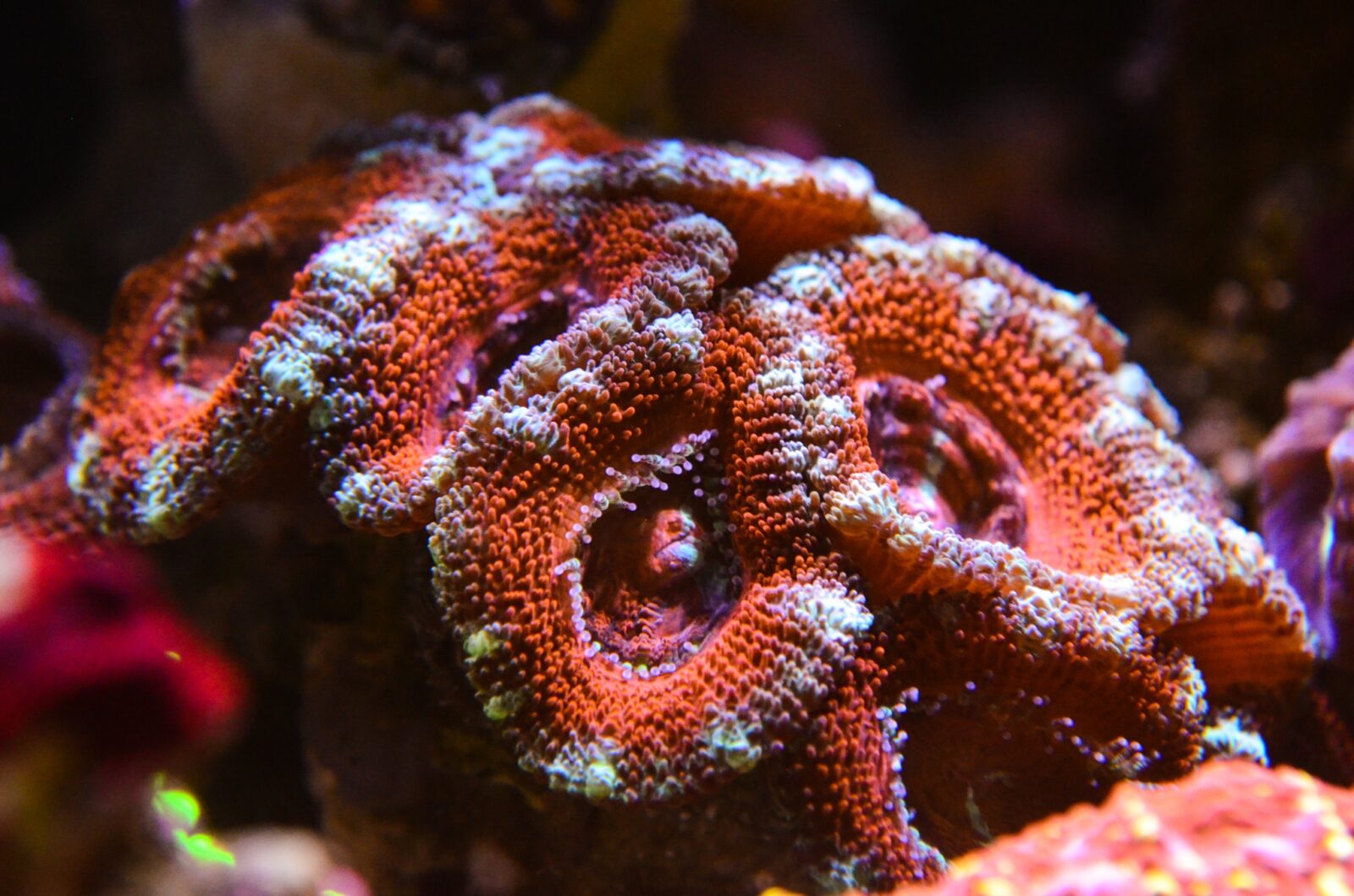 LPS_coral_photography_Omini_77mm_lens_kit