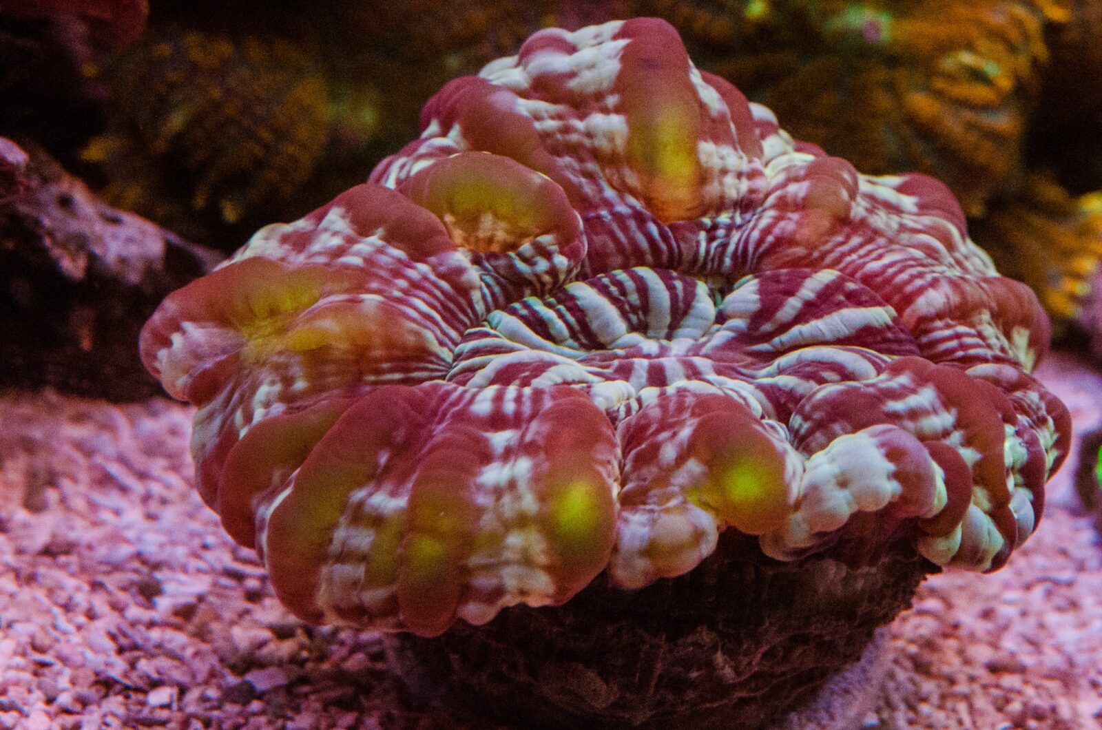 LPS_coral_pink_coloration_captured_by_omini_coral_lens_kit