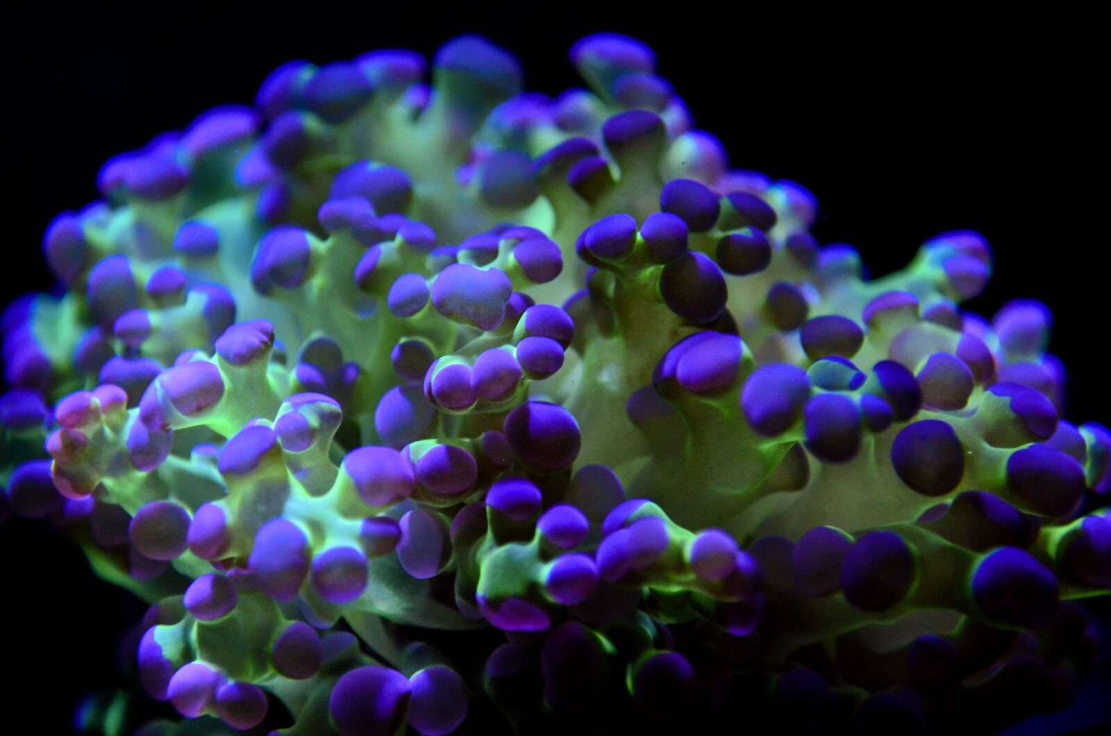 Omini_magnetic_coral_lens_kit_captures_detail_with_precision