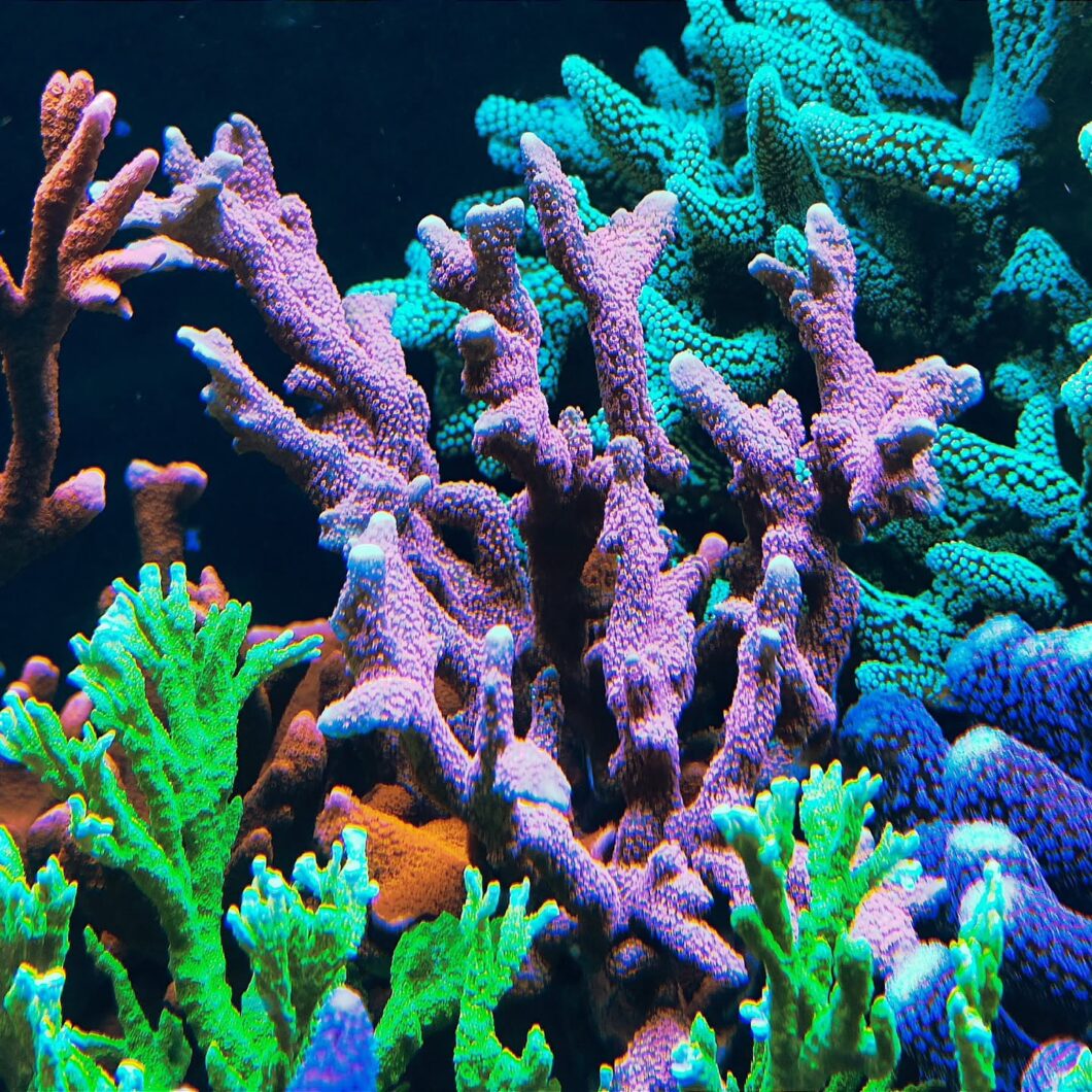 Orphek_OR_LED_Bars_SPS_corals_tank