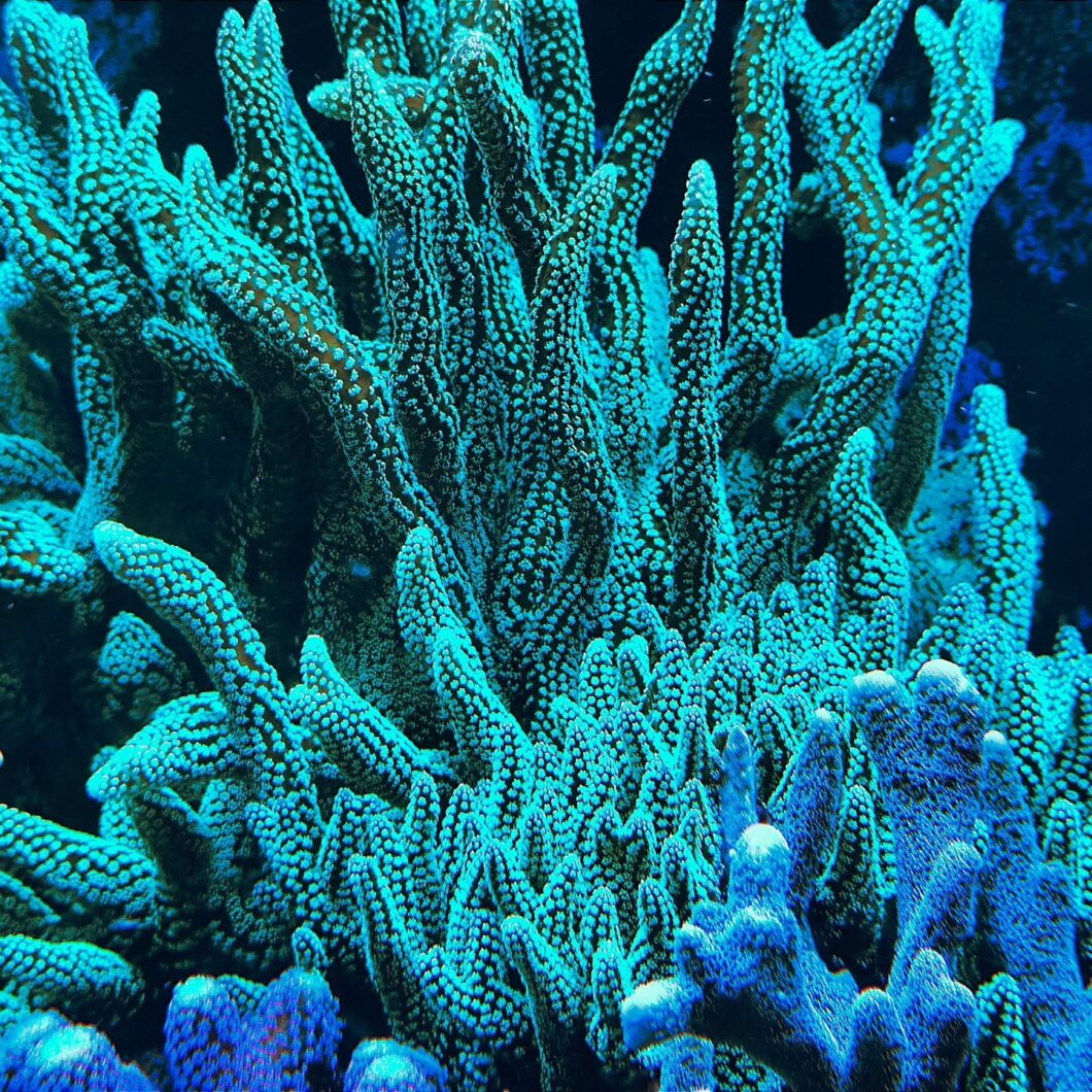 Orphek_OR_LED_Bars_over-SPS_Corals