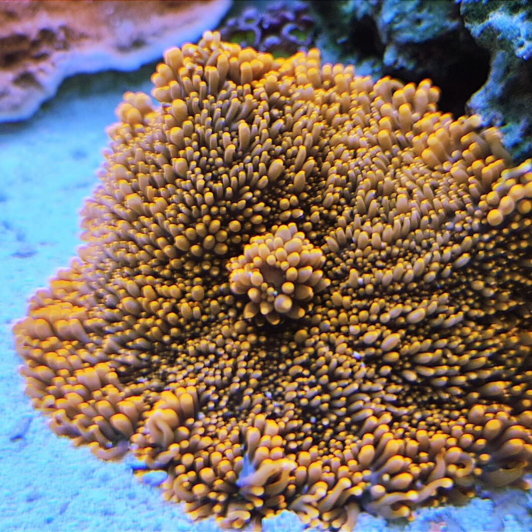 Orphek_OR_LED_Bars_over_LPS_Corals