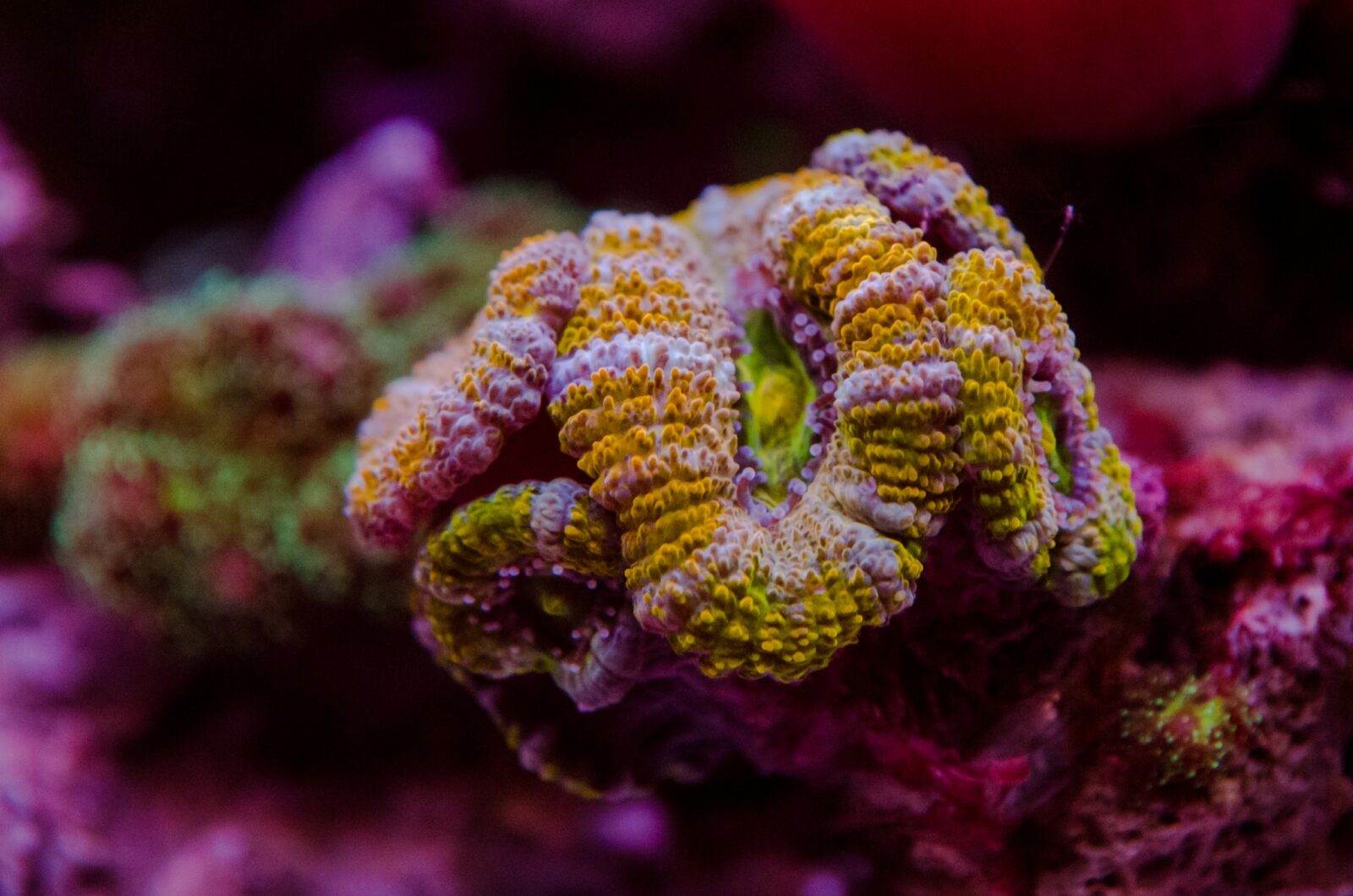 Orphek_Omini_77mm_coral_lens_zoom_soft_coral