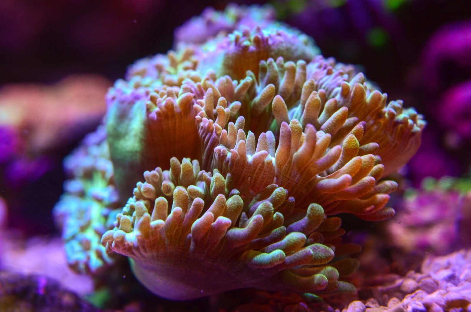 Orphek_Omini_magnetic_lens_kit_captures_details_corals_anemones_LPS_SPS