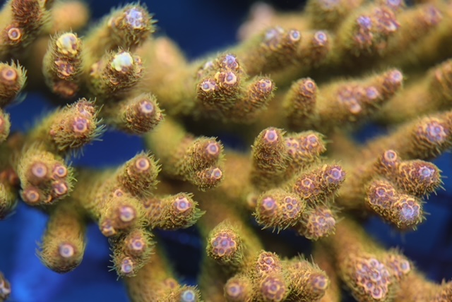 Golden_millepora_under_Natura_iCon-LED_Lighting.
