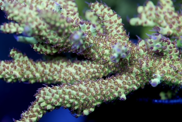 Premium_SPS_Acropora_under_LED_lighting