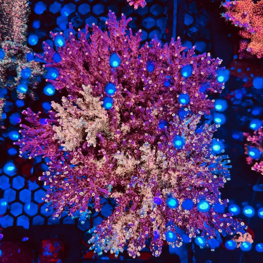 TCK_kaleidoscope_colony_under_Natura_iCon