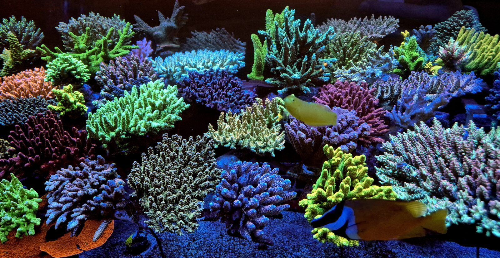 acropora-coloration-orphek-natura-icon