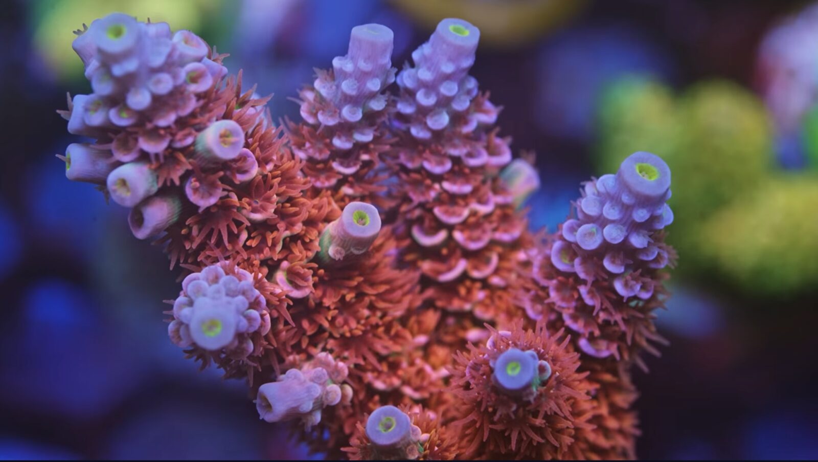 acropora-coral-morphology-under-orphek-natura-icon-lighting