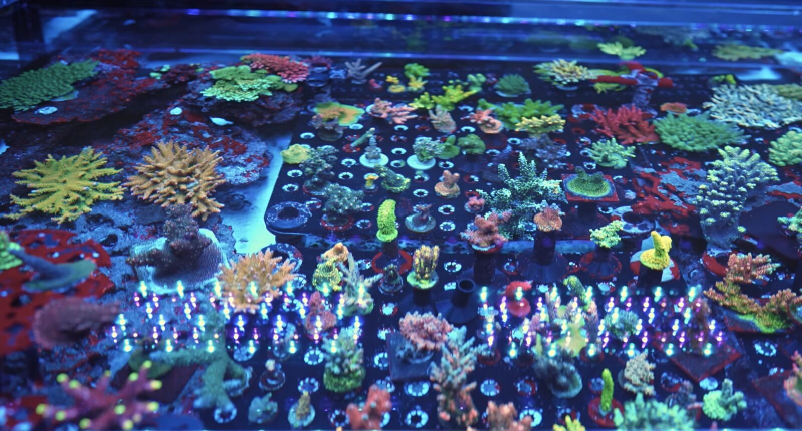 acropora-coral-structure-and-color-under-orphek-or4-led-bars