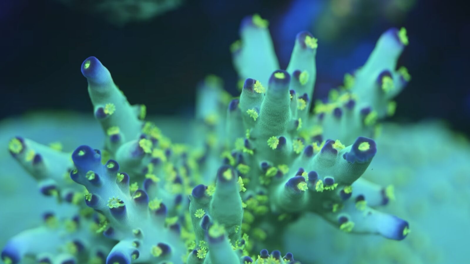 natural-sps-coral-coloration-achieved-with-orphek-led-lights