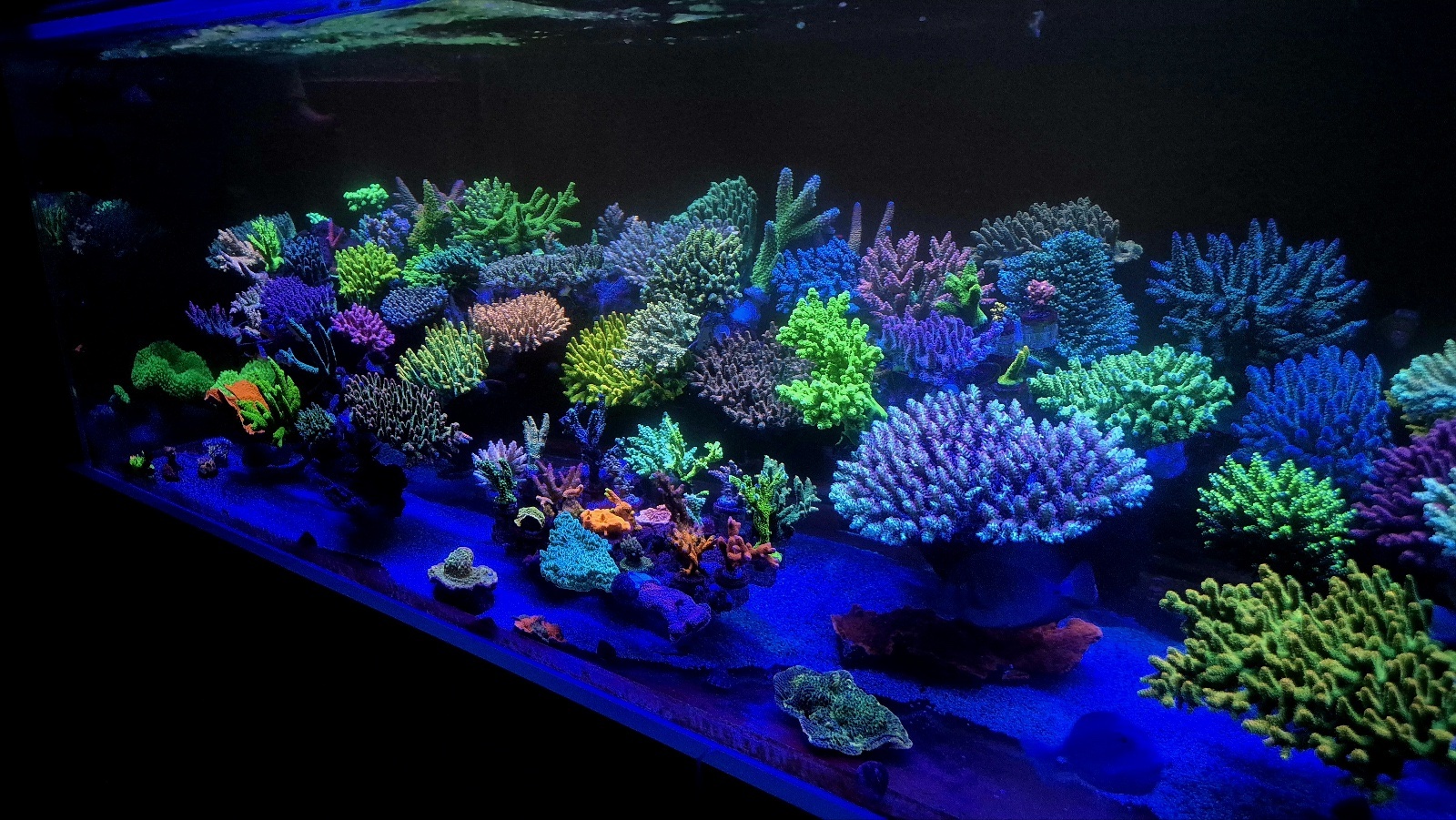 rare-acropora-corals-under-orphek-natura-icon