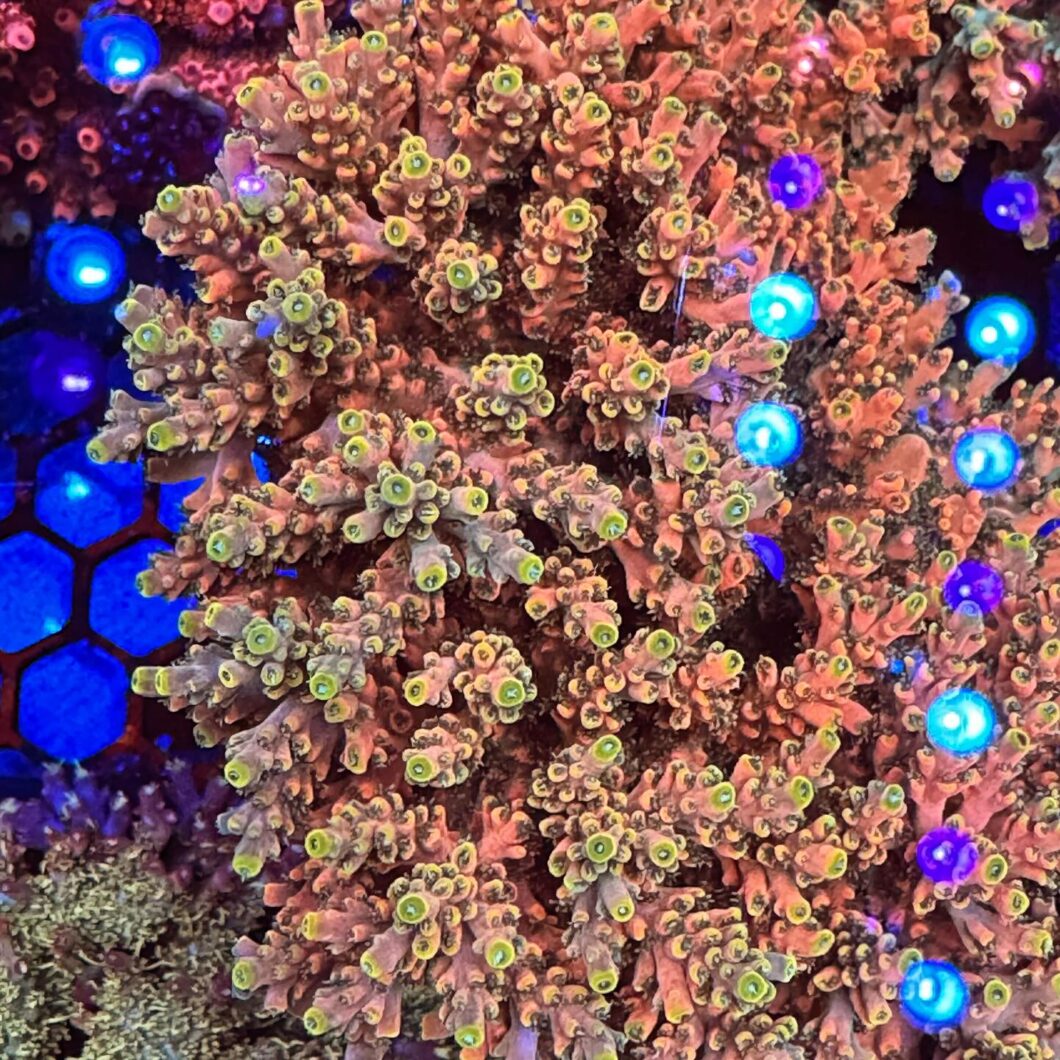 rru-orange-crush-acropora-under-orphek-natura-icon-lighting