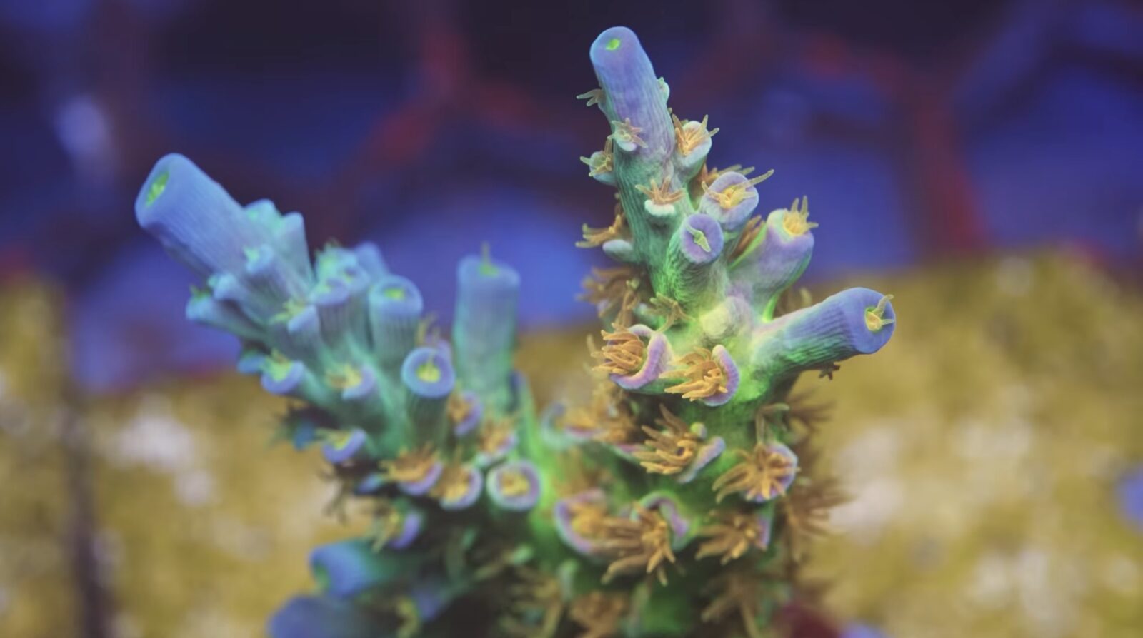 sps-acropora-coral-under-orphek-led