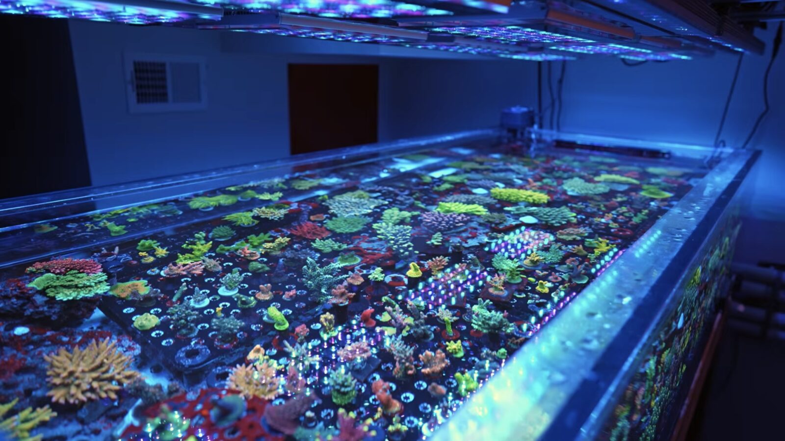 sps-reef-tank-illuminated-by-orphek-natura-icon-and-or4-led-bars