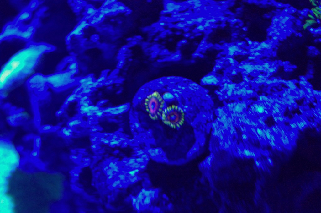Zoanthids Eye Eagle Fluorescing Di bawah Orphek ML-7 LED Light