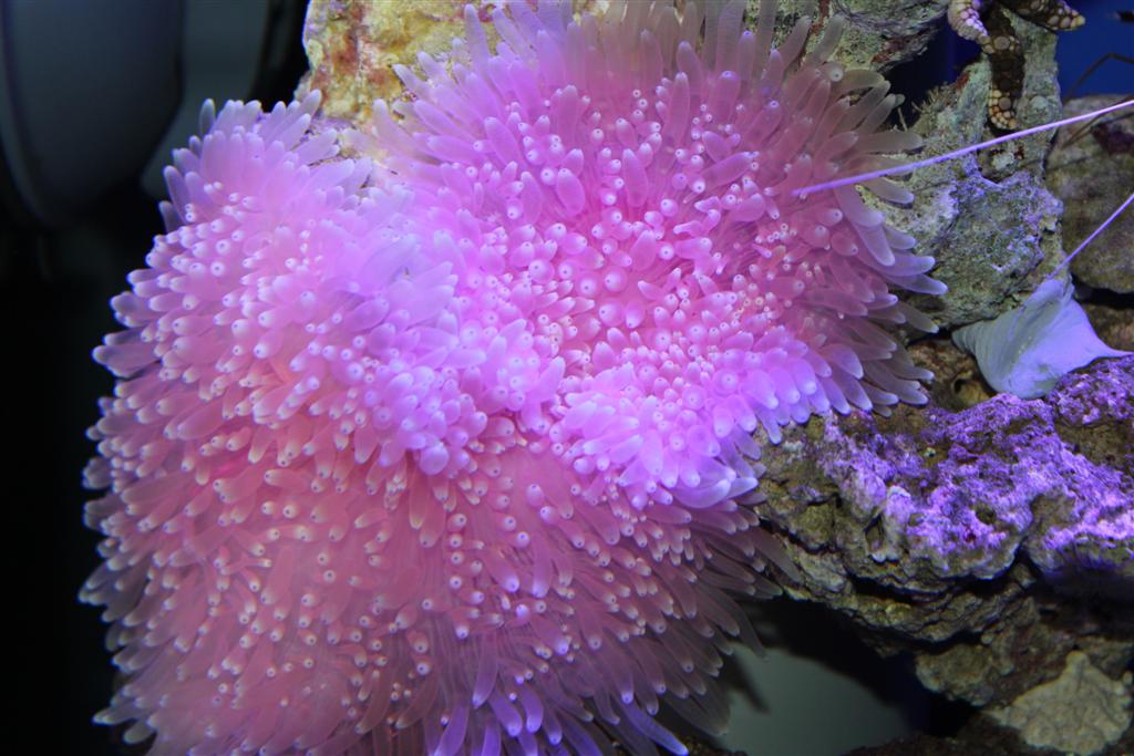 Orphek PR25 karang akuarium dipimpin pencahayaan