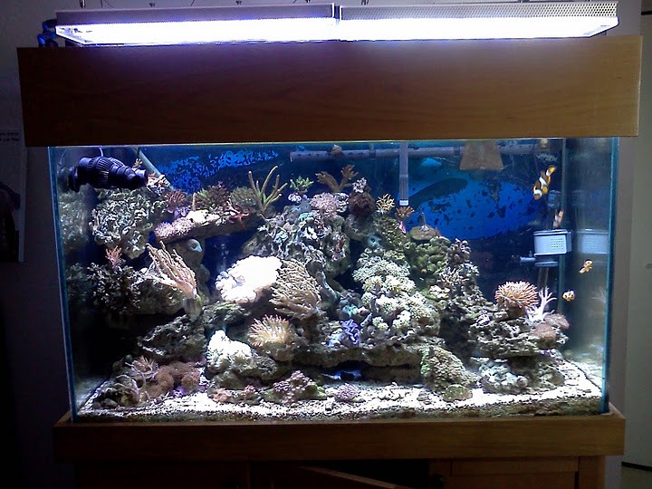 Orphek аквариума светодиодное освещение