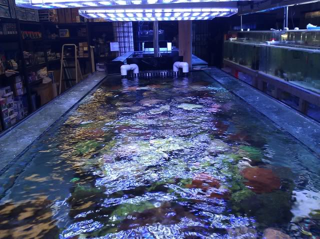 Orphek Reef Aquarium οδήγησε φωτισμού
