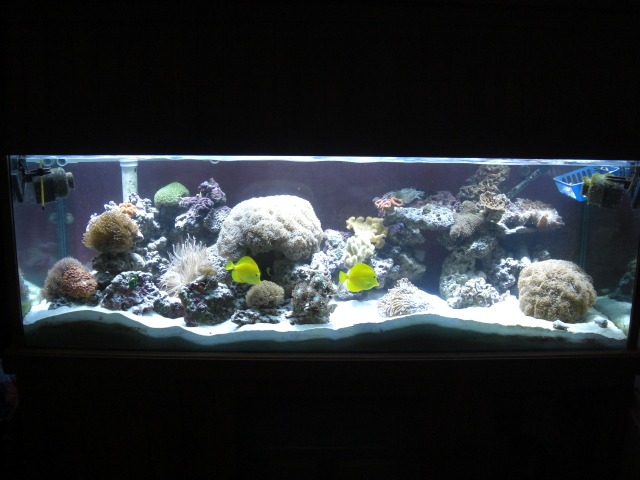 Orphek akvaario LED