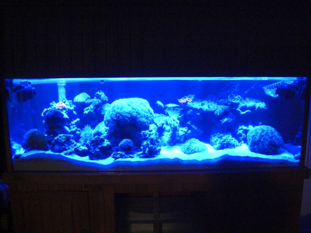 Orphek akvaario LED