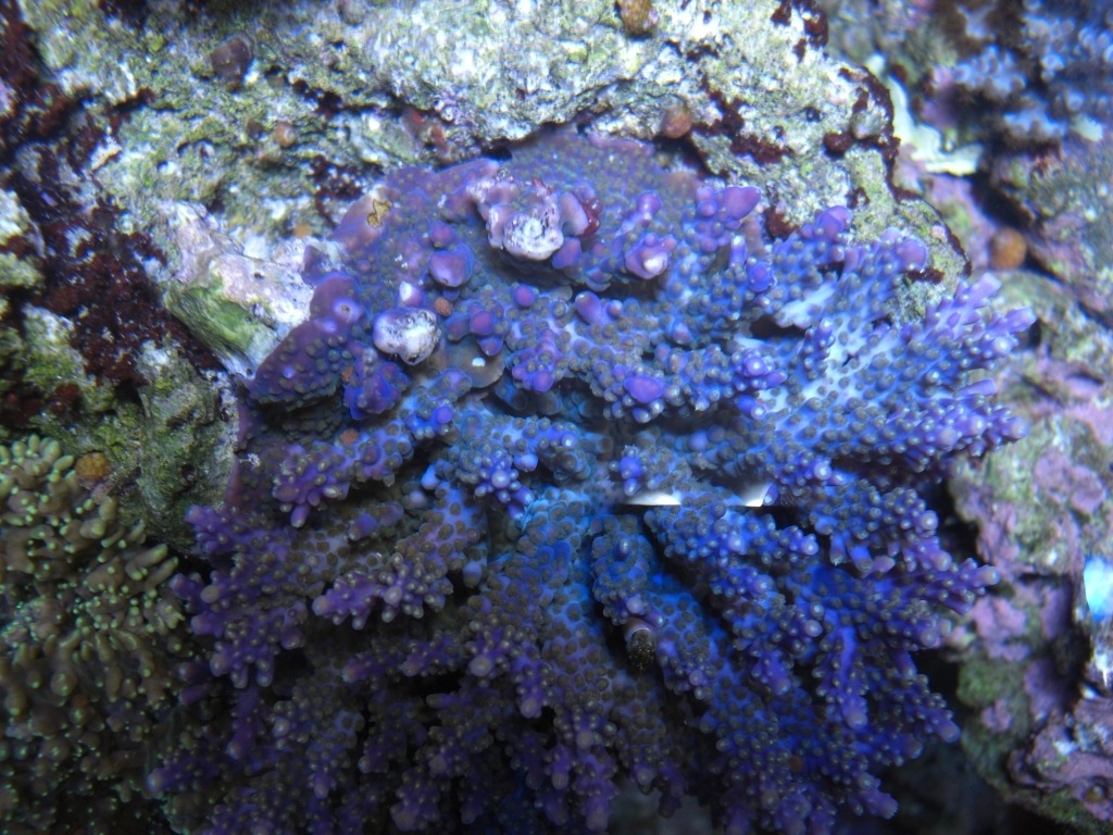 珊瑚在Orphek