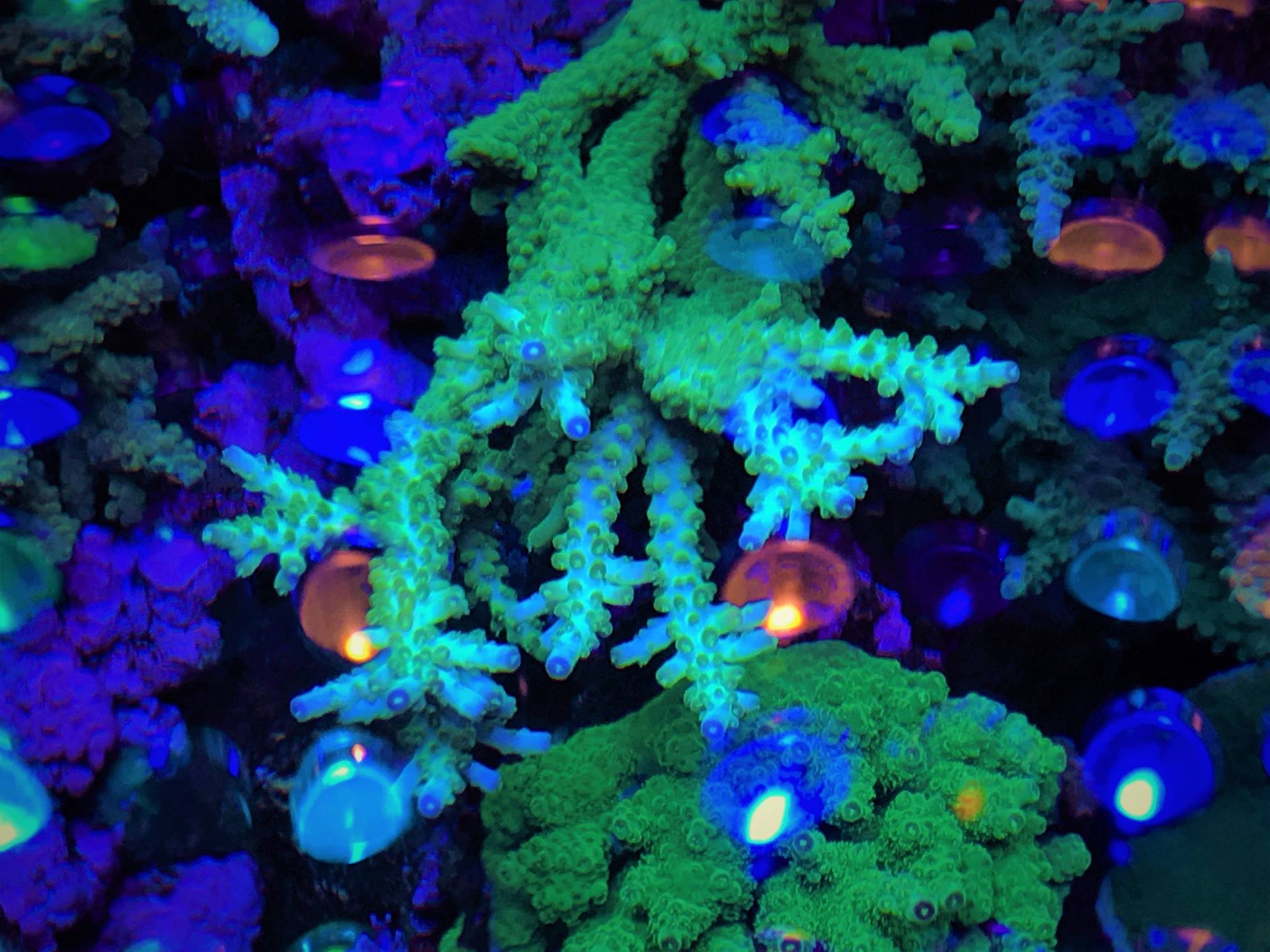 blue reef aquarium图片