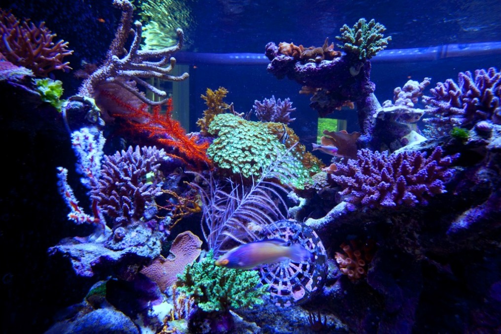 correct corals spectral needs •Aquarium LED Lighting•Orphek