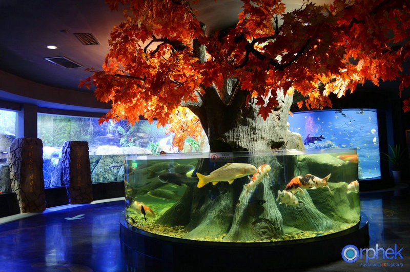 พิพิธภัณฑ์สัตว์น้ำแนวปะการังด้านบนไฟ LED