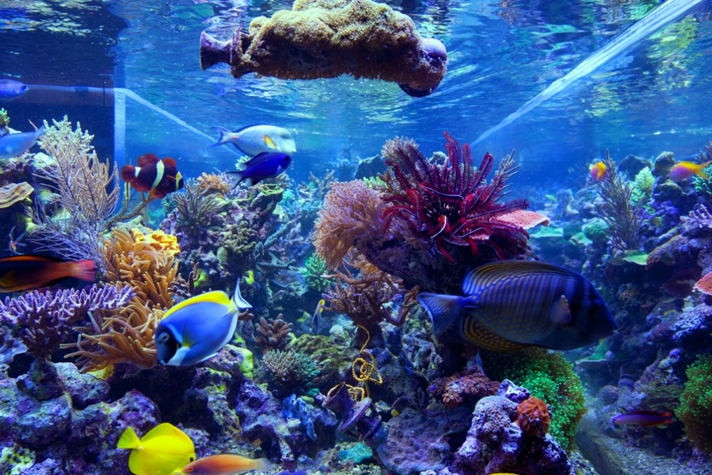 Amazing Reef Aquariums • Video •Orphek