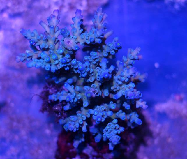אלמוגי SPS הכחול