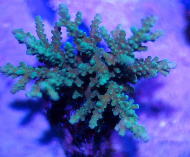 אלמוגי SPS כחולים הירוק